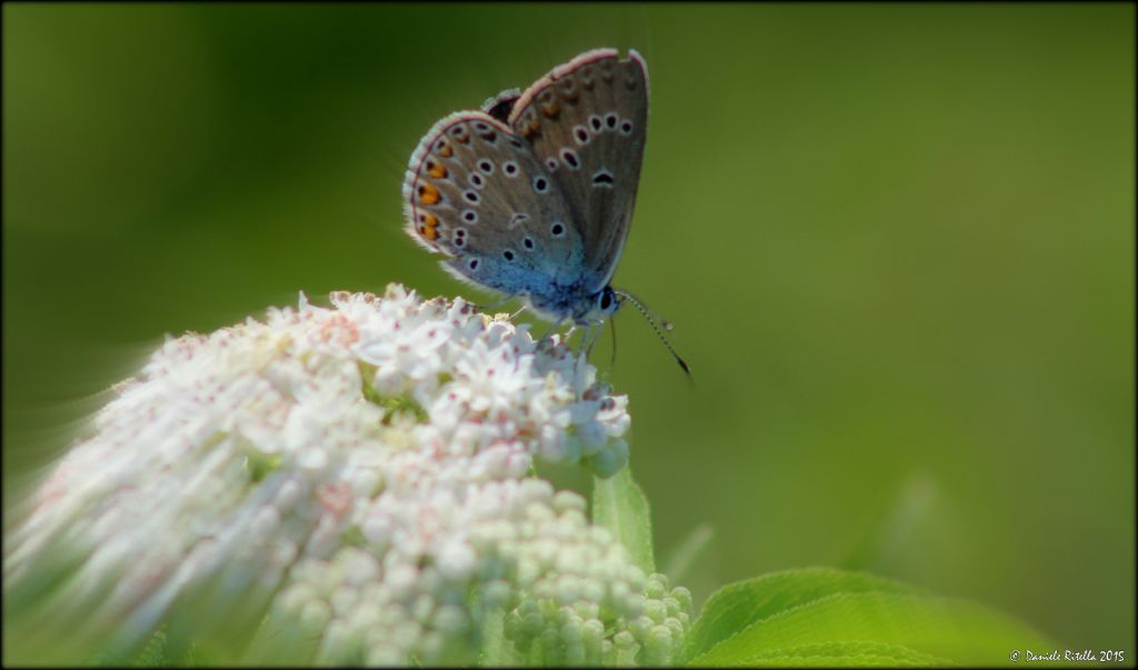 Richiesta ident.!!! Chi ? 2 - Polyommatus amandus